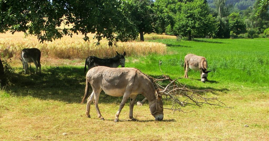 Ferienwohnung Makowitschka Kreischa Oda fotoğraf